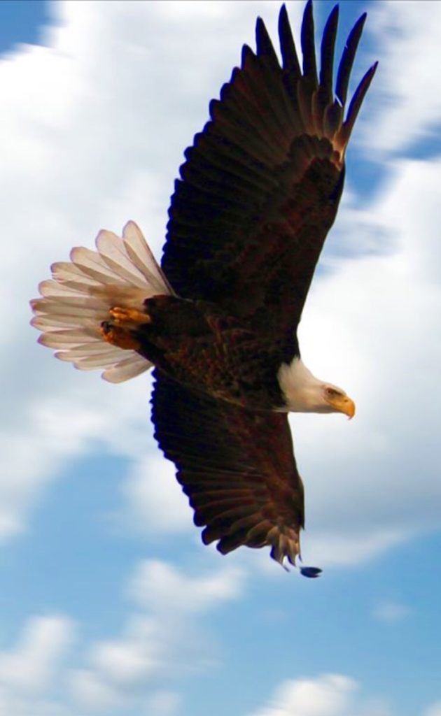 An eagle flying in the air