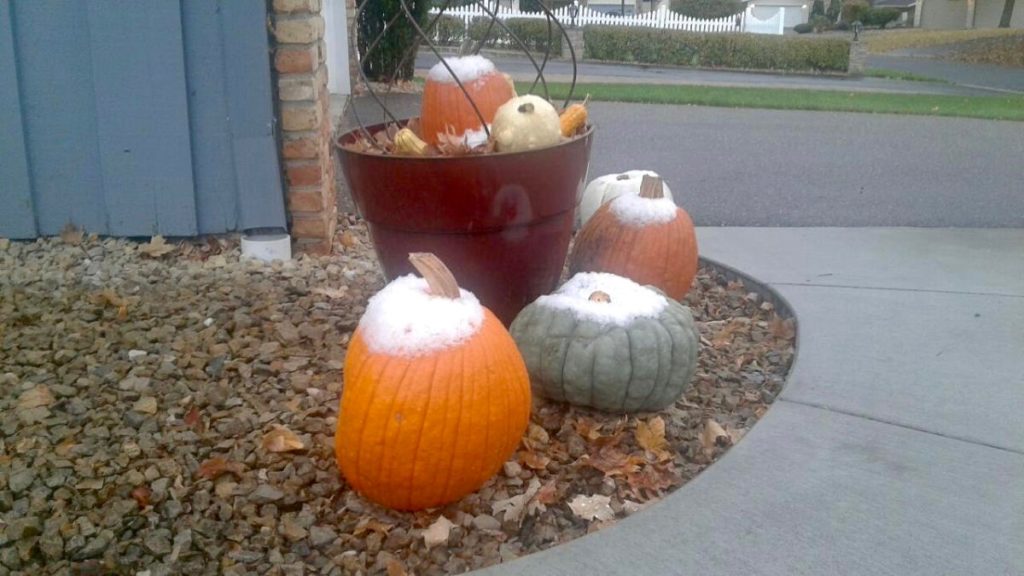 Learn About Pumpkins