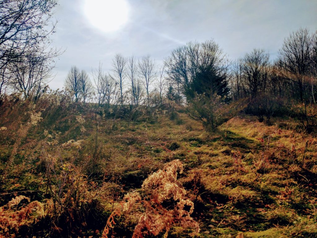 A field near the River Bluff LRT in Eden Prairie. Photo credit- Brad Canham