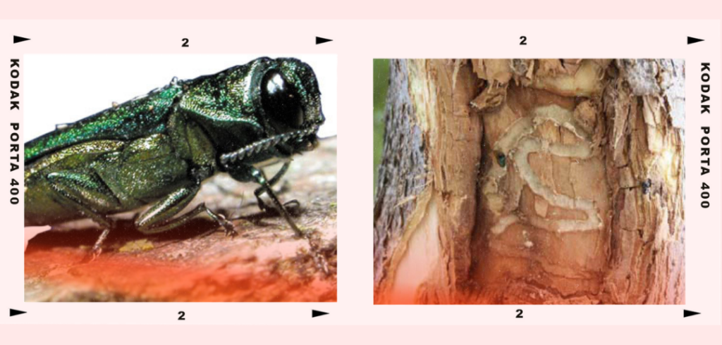 Emerald Ash Borer is a small, green beetle that is invasive and highly destructive to ash trees in North America. Its presence in Eden Prairie is growing.