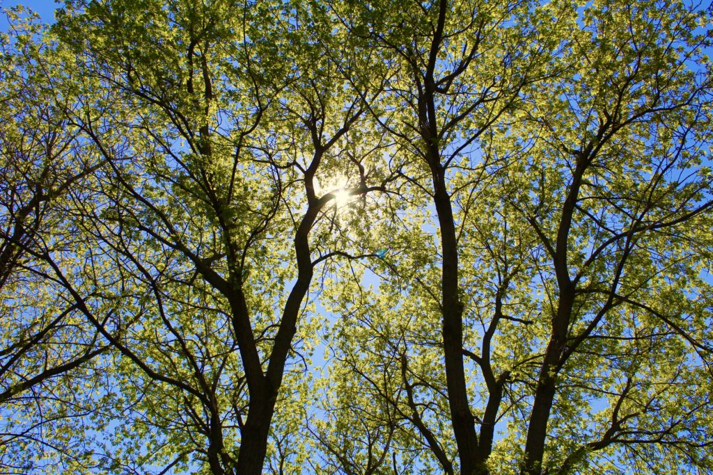 Trees: Eden Prairie on Arbor Day, 2021