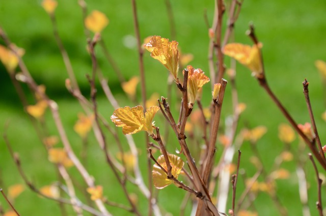 Nine Bark leaves sprouting in Eden Prairie. Photo credit- Jim Bayer