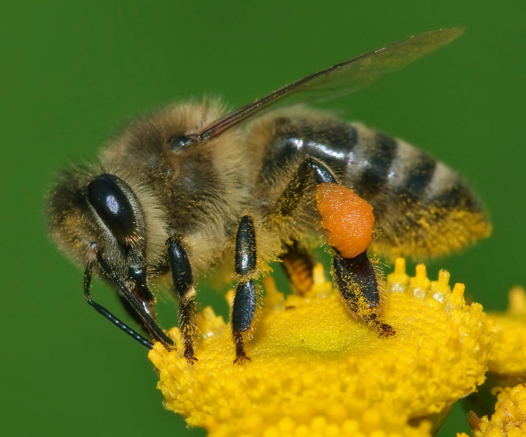 A picture of a honey bee on a yellow lady flower