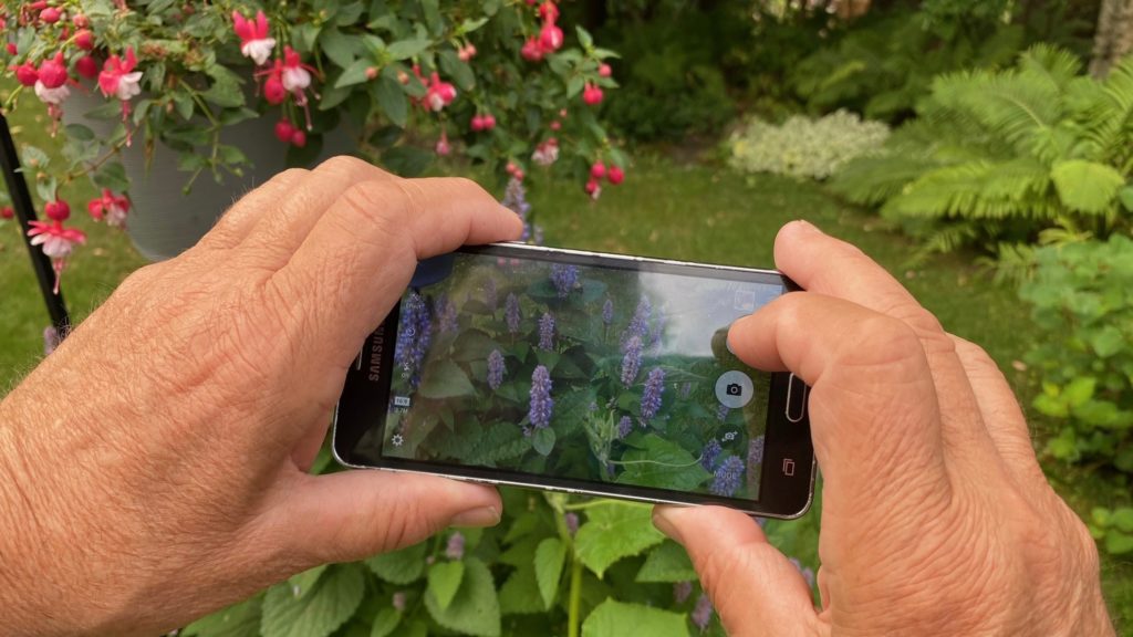 c/u of phone video cam of flowers