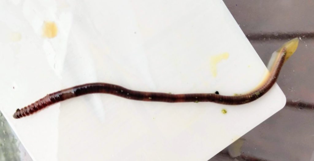 Image of jumping worm