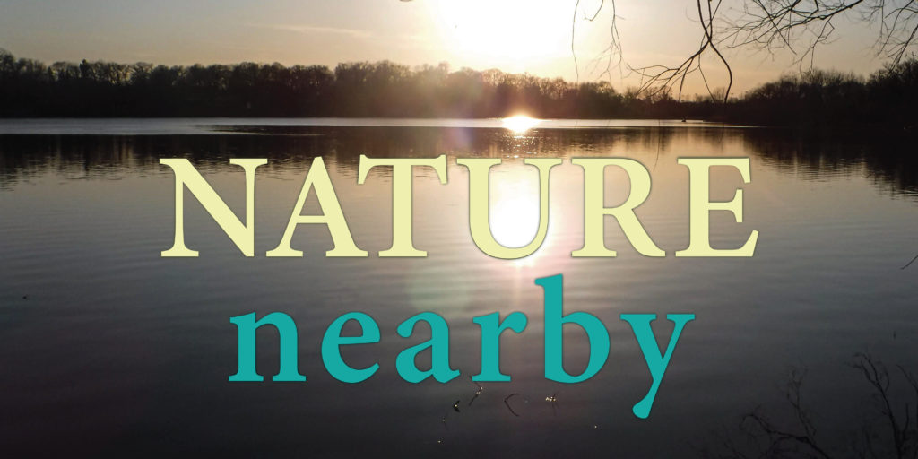 An ode to chrysanthemums: These autumn blooms bring us beauty