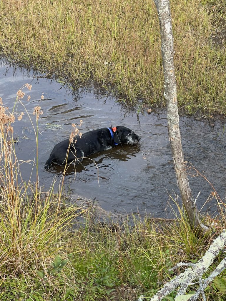 image of dog in water