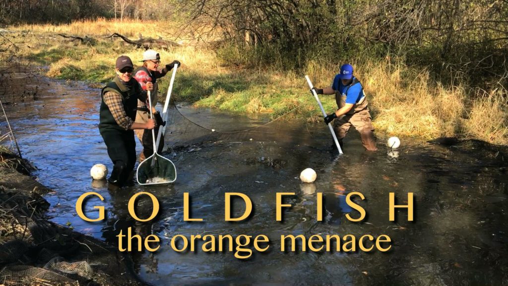 GOLDFISH the orange menace