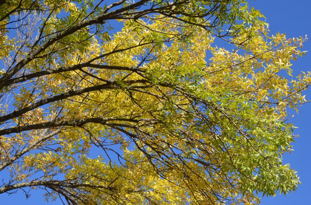 Ash tree by Jim Bayer 1-19-22