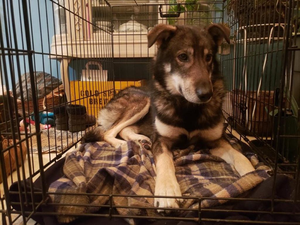 A GoFundMe page has been set up to help pay the veterinary bills for Wildfire. The sled dog sustained injuries after being hit by a snowmobile. Photos courtesy of Sarah Keefer