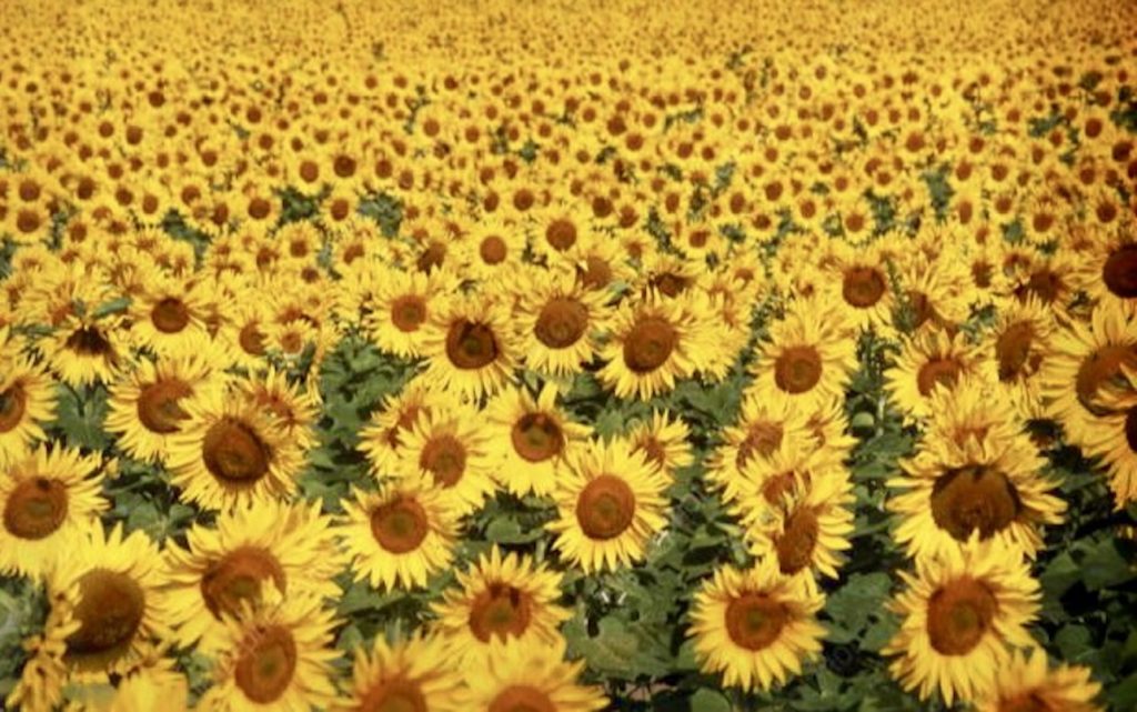 Spiritual connections: The right time to plant sunflowers