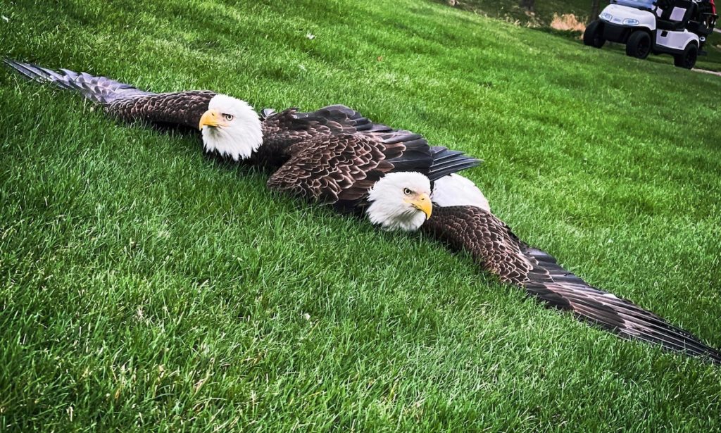 Two bald eagles sit in a tangled heap Sunday night near the 5th hole green at Bearparth before police helped separate them. Photos courtesy of Andrea Giorgianni Miketa and Claudia Meldahl