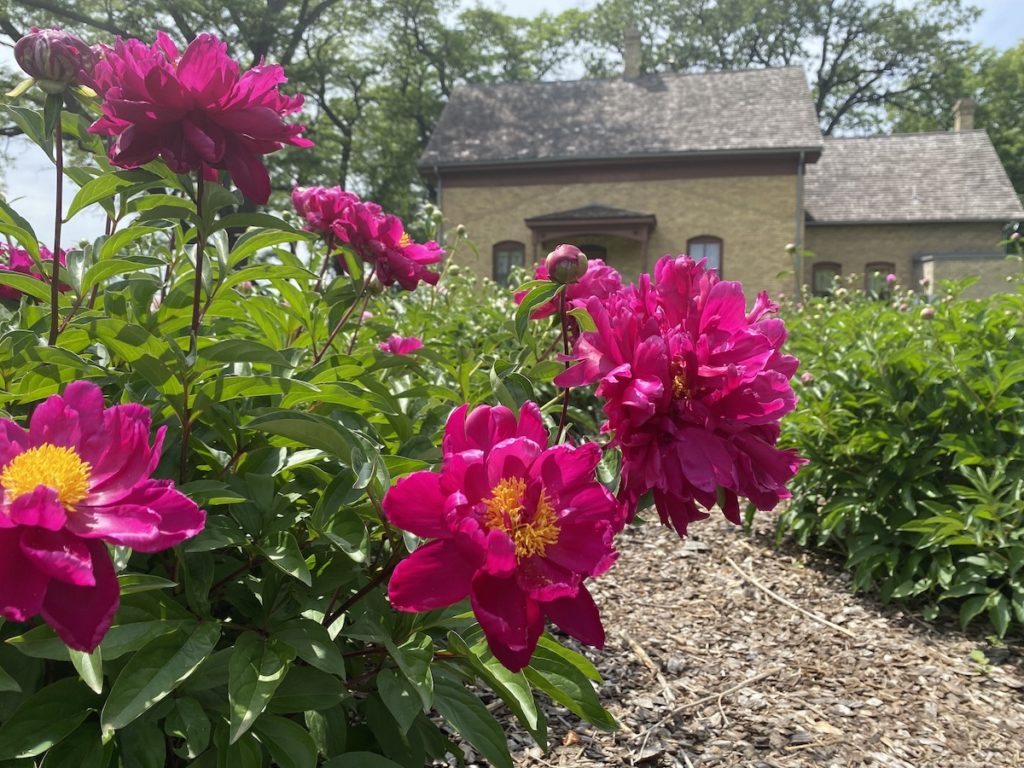 Bright blooms at the Cummins-Phipps-Grill House peony garden. Photos by Juliana Allen
