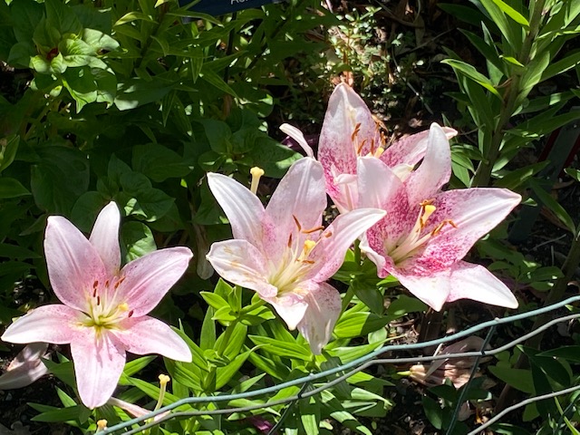 Pink Brush Longiflorum Asiatic Lily. All photos by Frank Malley
