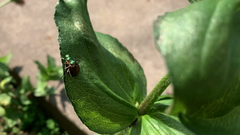 Mating Japanese beetles