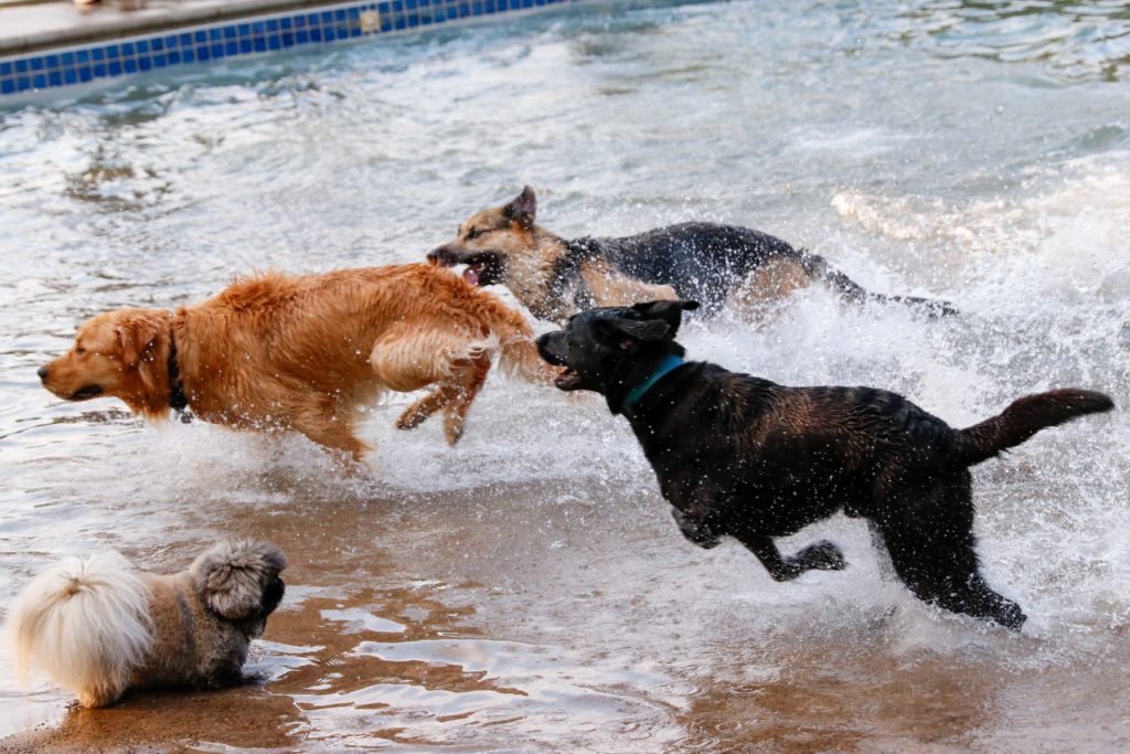 Gillian Holte's photograph of dogs celebrating doggie days at The Preserve pool in September.