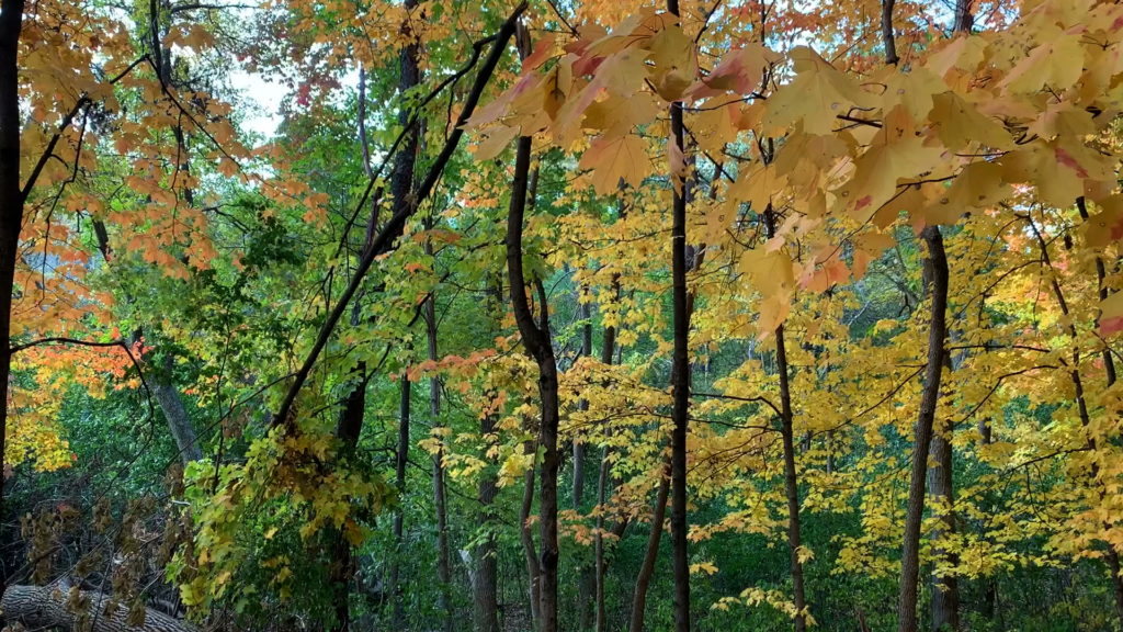 Autumn colors in Birch Island Woods