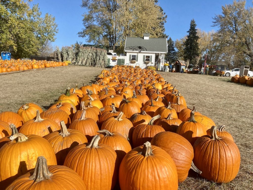 The pumpkins are plentiful at Marshall's Farm Market in Eden Prairie. Photo by Stuart Sudak