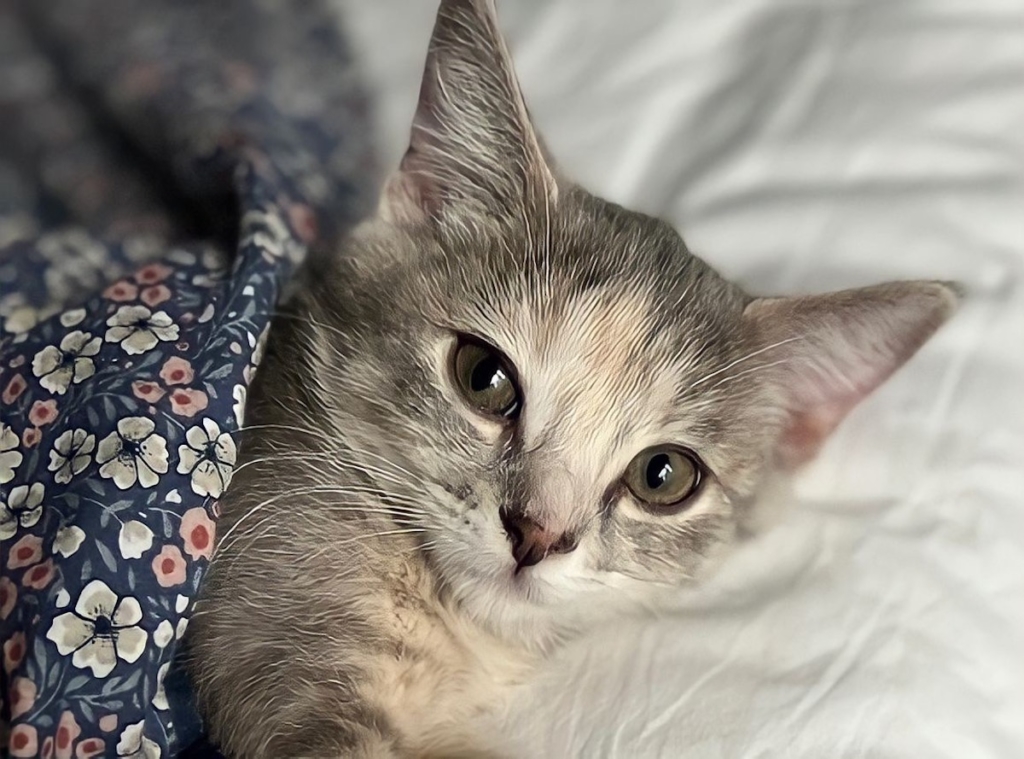 Police say a suspect unscrewed a kennel door at PetSmart in Eden Prairie to steal Pencil Case, a 6-month-old kitten.