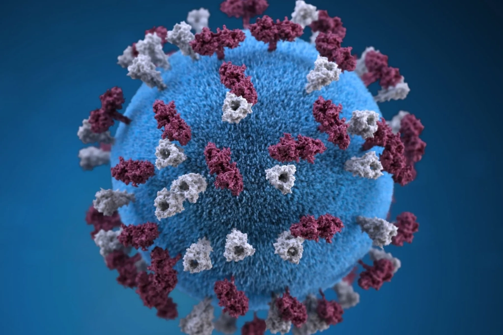 A 3D graphic model of the measles virus. Credit: Center for Disease Control and Prevention