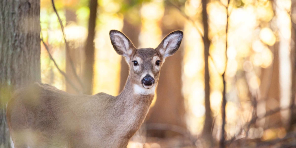 For nearly 30 years, the City of Eden Prairie has used a management program employing sharpshooters to keep the local deer population in check. Stock photo