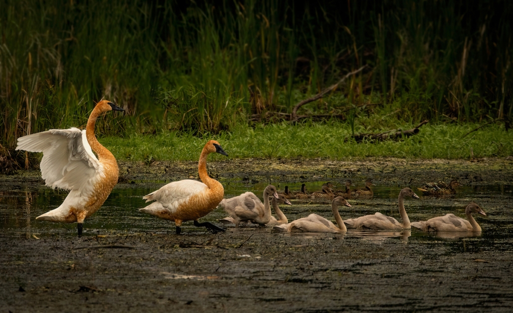 Snap, click and submit: Local photo contest now open