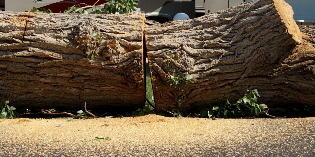 Eden Prairie ash trees are falling victim to the emerald ash borer, but more residents are choosing to prolong the lives of their ash trees through insecticide treatments. Stock photo
