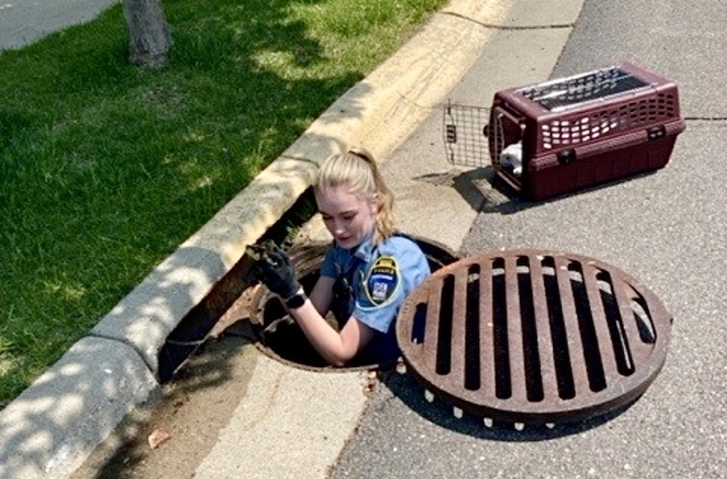 Quack-tastic rescue: EPPD community service officer saves ducklings from storm sewer drain