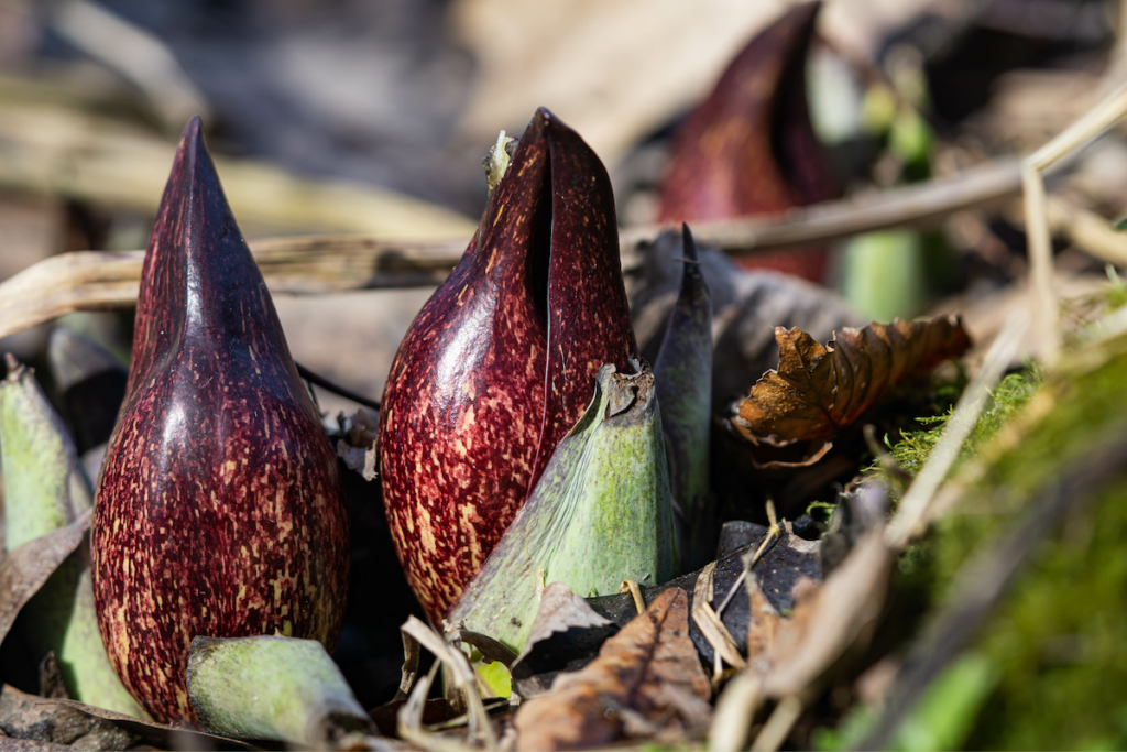 Spiritual connections: Skunk cabbage, resurrection and the promise of Easter