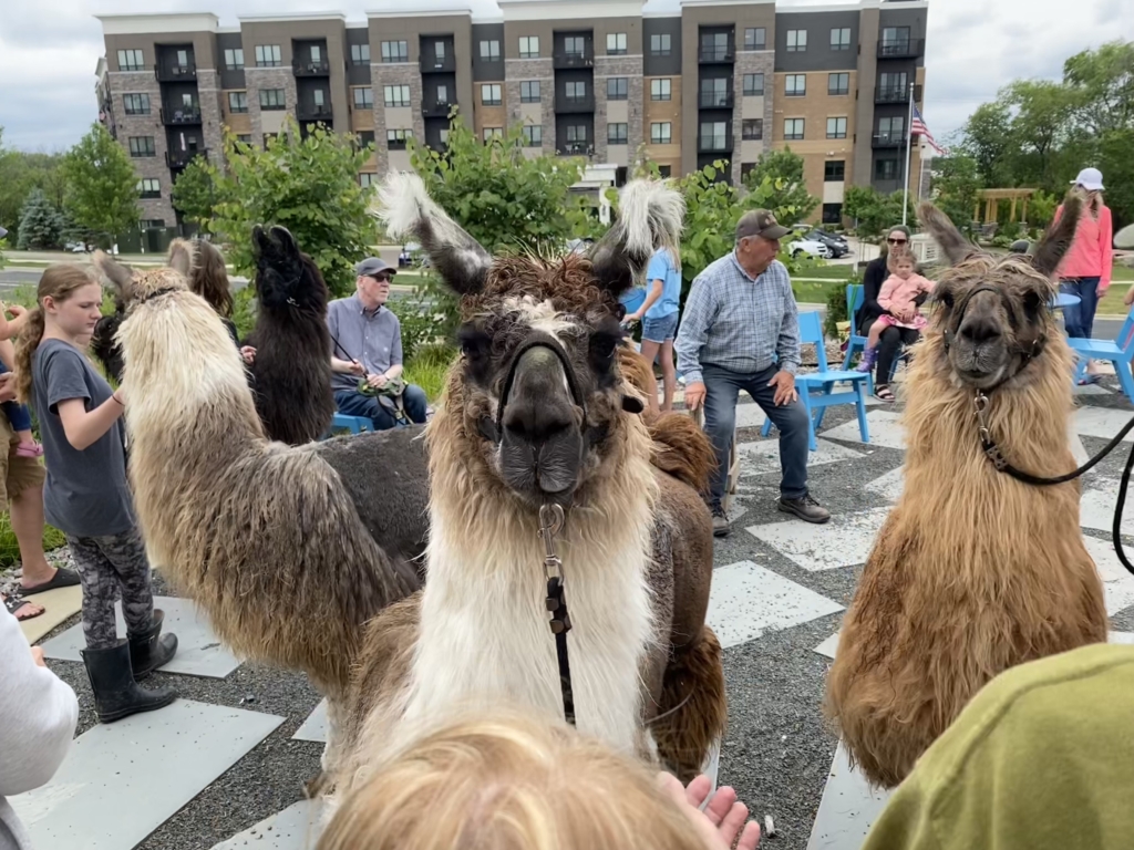 Carlson's Llovable Llamas drew an enthusiastic crowd to Eden Prairie Library. Photos by Juliana Allen