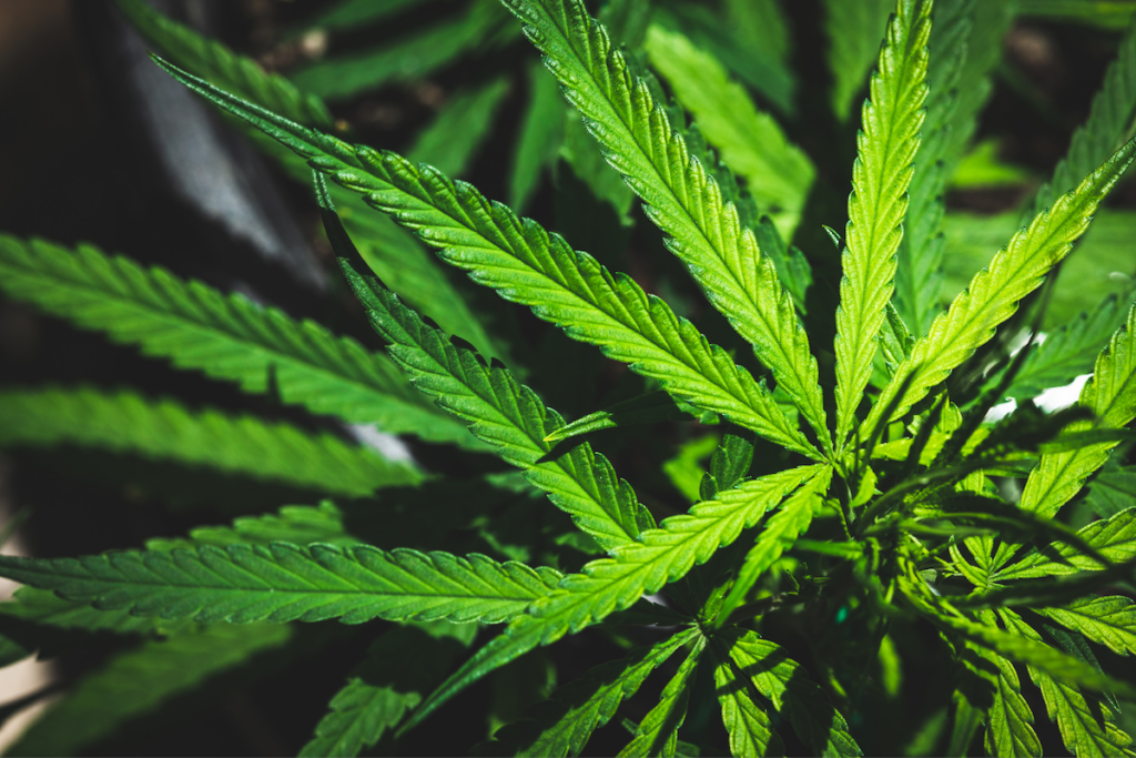 Eden Prairie prepares for cannabis legalization