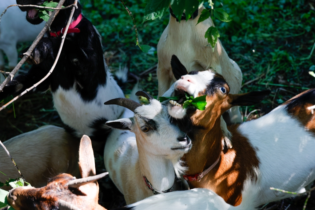 Fainting goats take a bite out of buckthorn at The Preserve