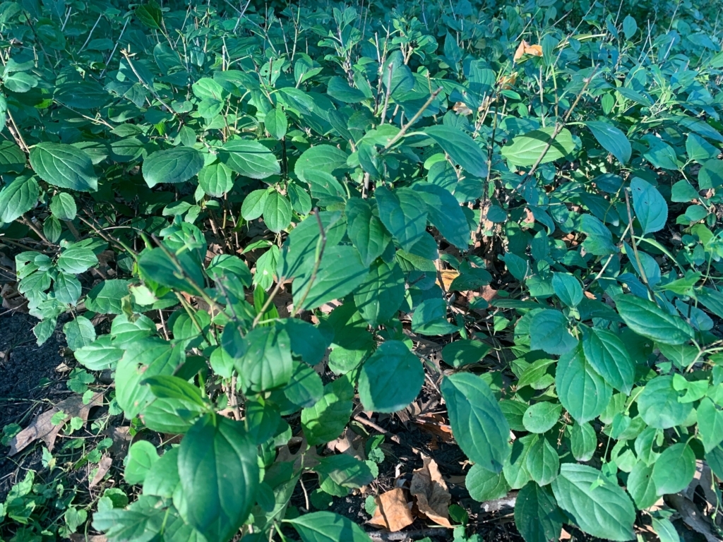 Buckthorn seedlings.