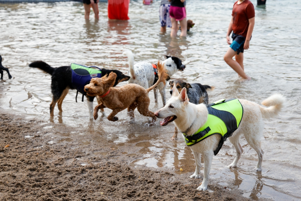 Photo gallery: The Preserve pool's furry takeover