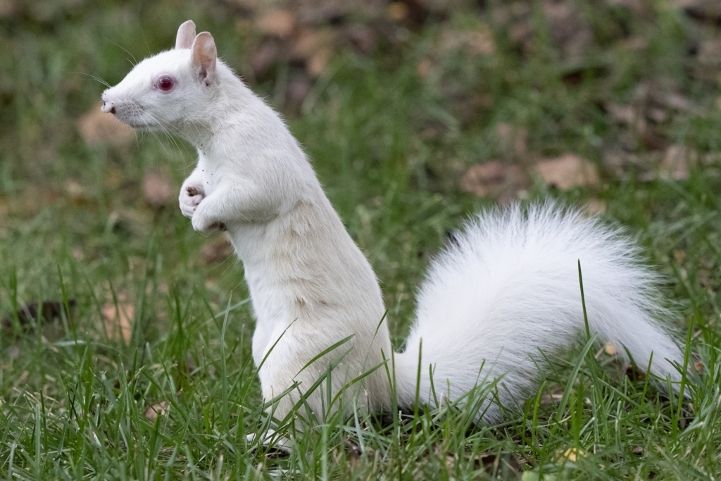 In Rick Olson's Eden Prairie front yard, "Rocky," a potentially albino squirrel, stands alert on his hind legs in the grass. Photo by Rick Olson