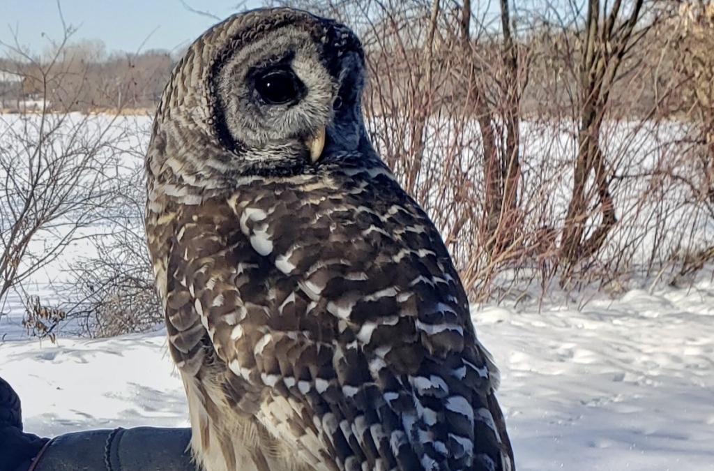 Whisper, the barred owl, served as Eden Prairie Outdoor Center's educational ambassador for seven years, introducing students to wildlife wonders. Photo by Stan Tekiela