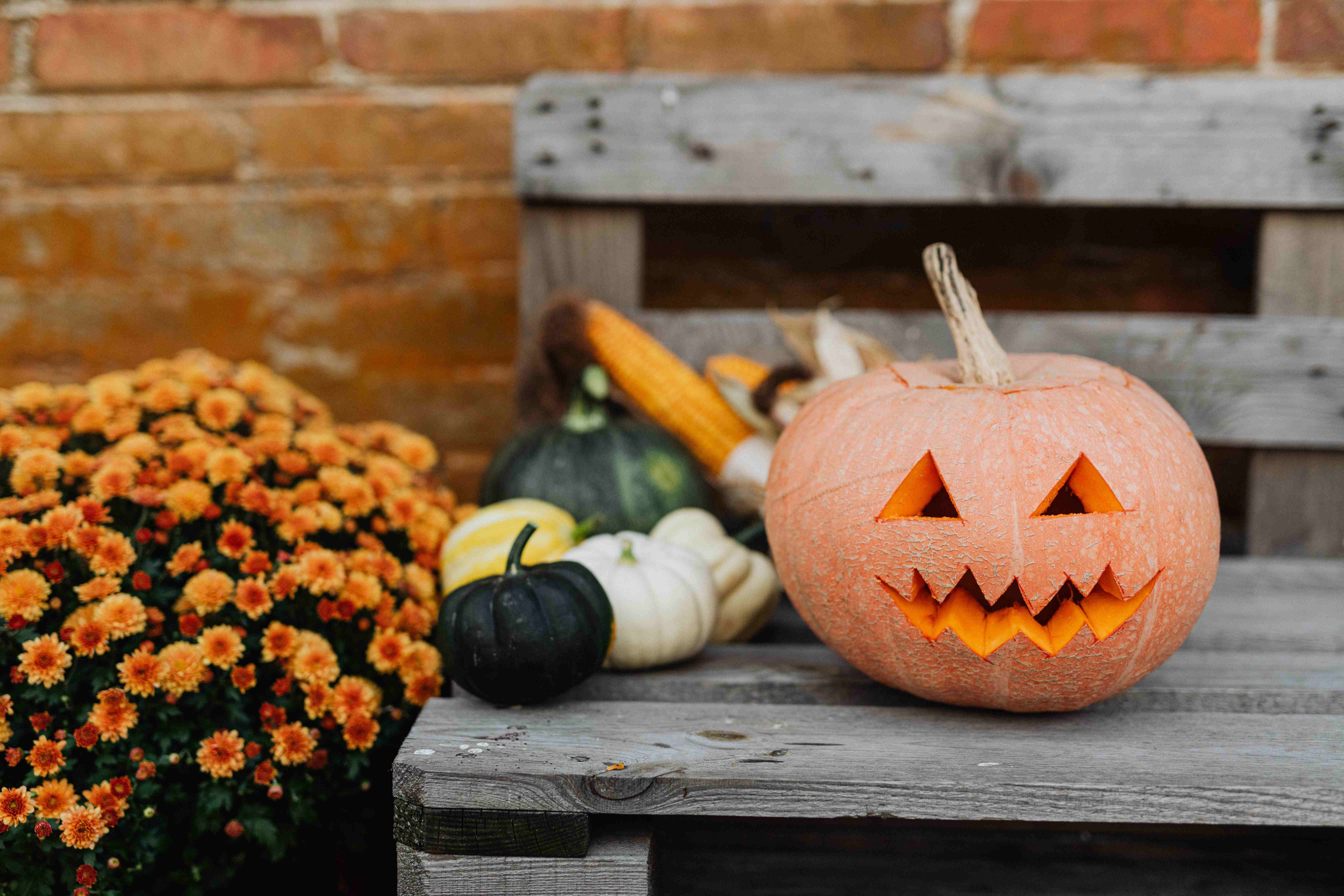 A friendly jack-o-lantern and mini pumpkins on a wood bench next to a pot of orange chrysanthemums.