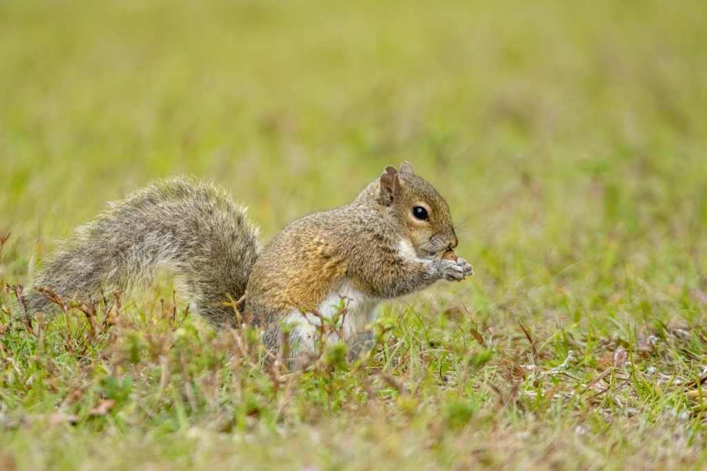 Eastern Gray Squirrel with acorn taken in southern MN