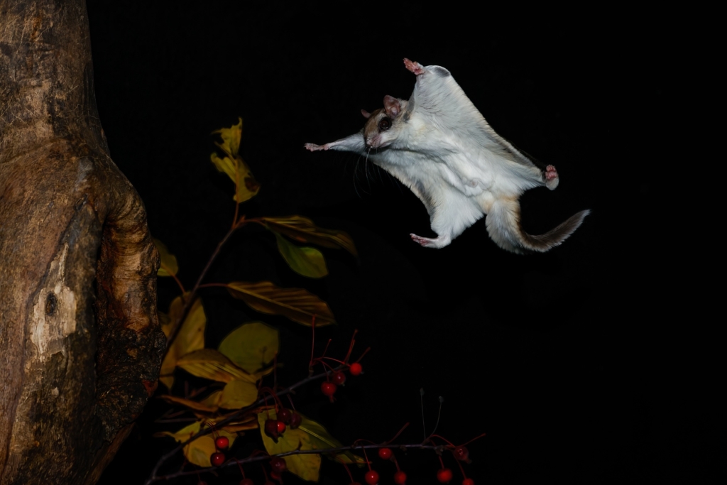 Observing the natural cycles of flying squirrels