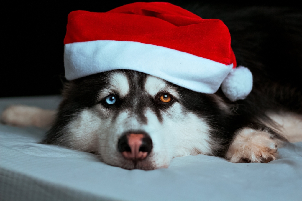 Black and white dog in a santa hat