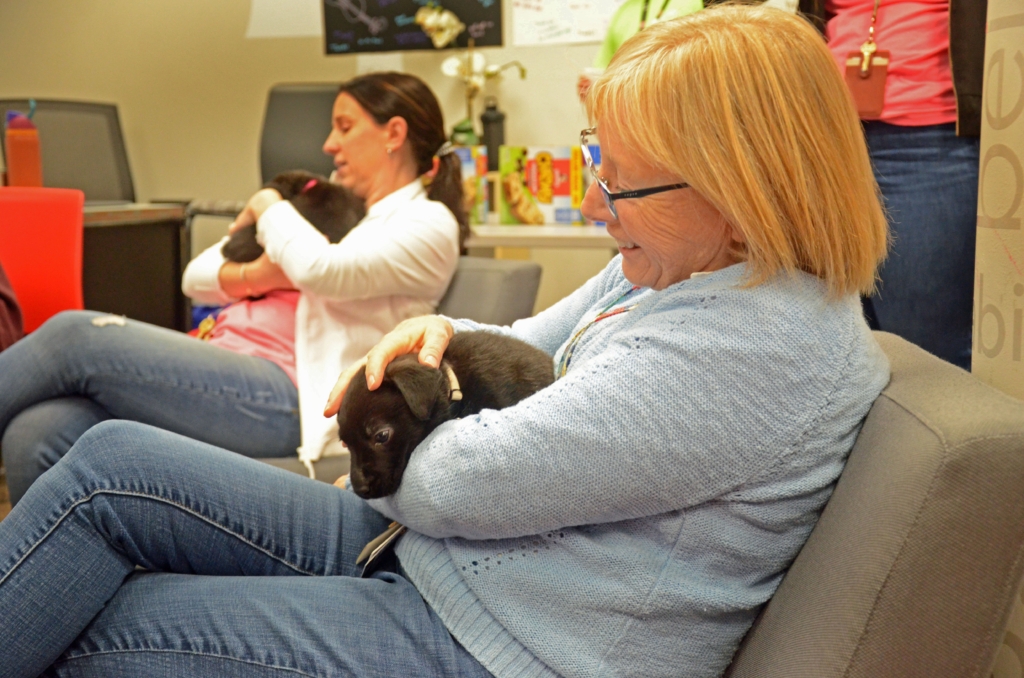 EPHS paraprofessional Pam Sebastian cuddled with Koda, a puppy from Secondhand Hounds at a teacher appreciation puppy party. Photo by Jim Bayer