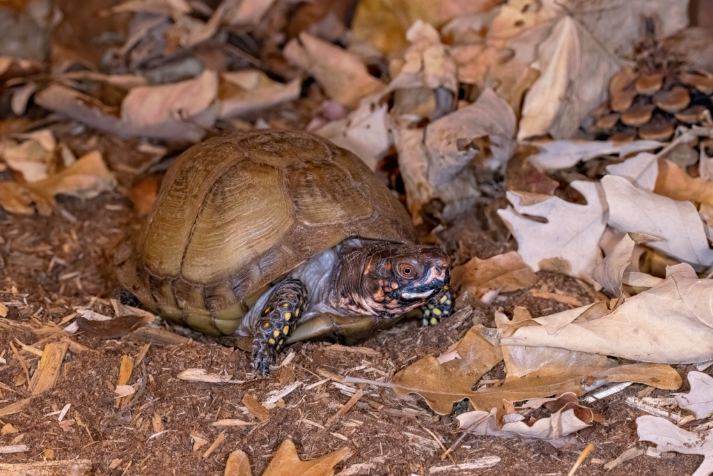 Eastern Box Turtle taken in southern MN under controlled conditions