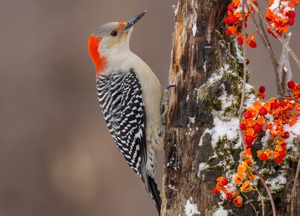 A female red-bellied woodpecker photographed in central Minnesota. Photo by Stan Tekiela