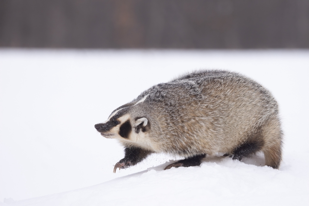 American Badger in snow taken in central MN under controlled conditions.