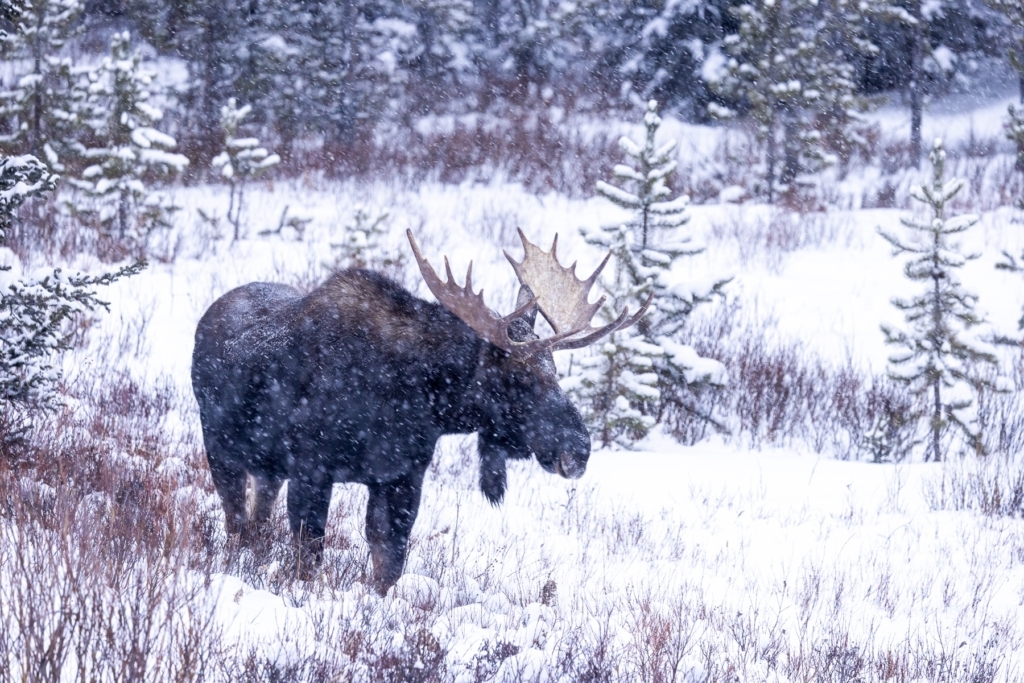 Moose in winter taken in Yellowstone NP