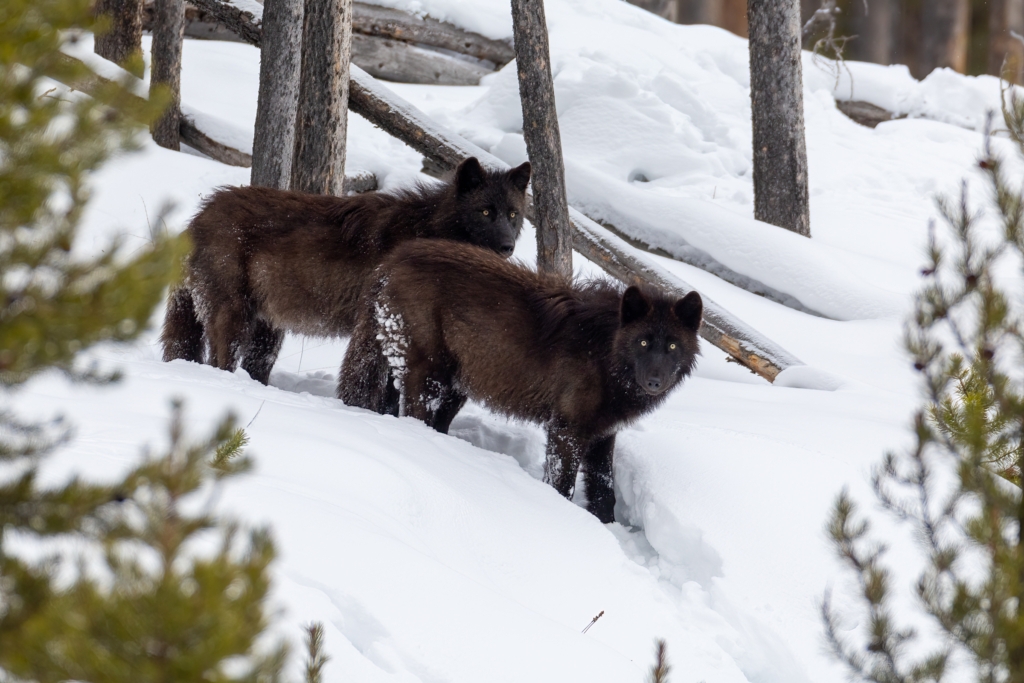 Gray wolf pair photographed in Yellowstone National Park during winter.