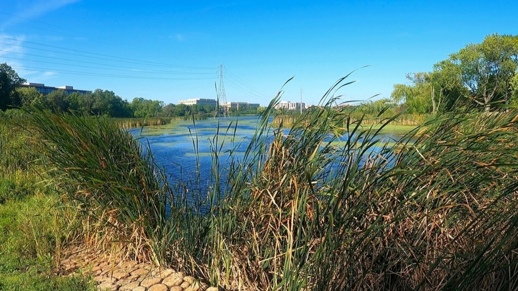 A view through tall grasses to a lake with office buildings in the distant background
