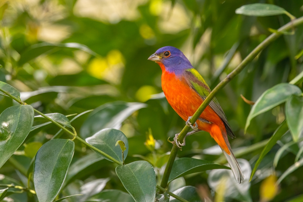 An adult male painted bunting, captured in southern Florida, displays its distinctive vibrant plumage, characteristic of the species. Photo by Stan Tekiela