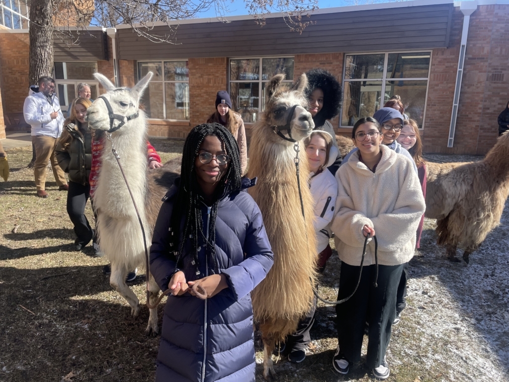 ISM students making friends with some adorable llamas during finals week. Contributed photo