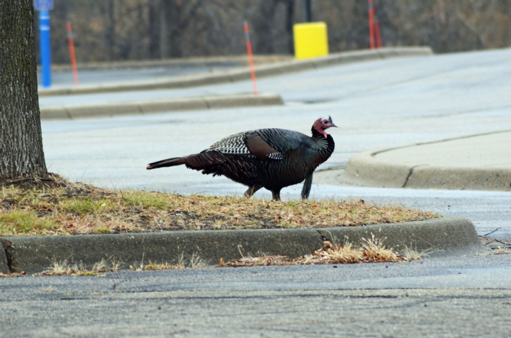 A wild turkey in the parking lot of City Hill Church. Photo by Jim Bayer
